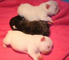 Newborn frenchies don't have the ability to keep themselves warm but their. Three Newborn French Bulldog Puppies Jpg 1 Comment Hi Res 720p Hd