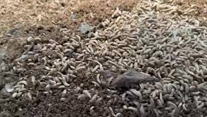 BSF Start up and upscale.