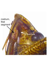 Image result for Aizoon schellenbergii