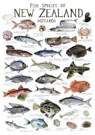 Pin By Charles J Mule On Fauna Fish Chart Fish Drawings New Zealand Wildlife