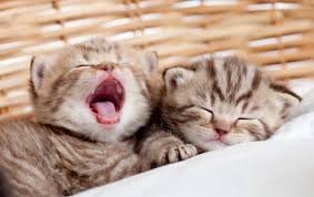 You could meet your new best friend at one of our pet adoption centers! Kitten Rescue Los Angeles