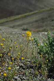 Image result for Cleome bororensis
