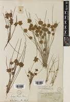 Image result for Schoenoplectiella roylei