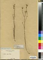 Image result for Lactuca inermis