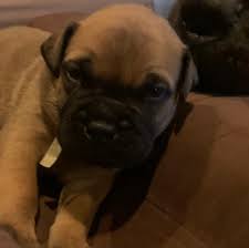 Bullmastiff puppies for sale and dogs for adoption in oregon, or. Bullmastiff Rescue Home Facebook