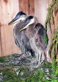 Often seen standing silently along inland rivers or lakeshores, or flying high overhead, with slow wingbeats, its. Great Blue Heron Mars Wildlife Rescue