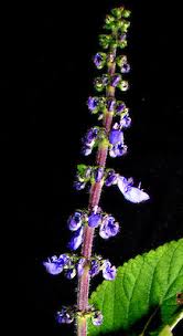 Image result for Coleus barbatus