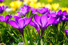 The vegetable garden planting calendar below will help you plan if and when your seeds should be started indoors, when to start or transplant your seeds/seedlings to the outdoors, and. Gardening Calendar What To Plant In September Growing Family