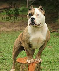 Pin On Creole Bulldog Criollo Hound