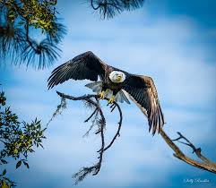 Hard at work, bringing home nesting material, Pasco County FL.