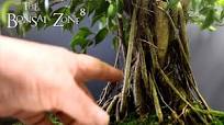 Pruning My Aerial Root Ficus, The Bonsai Zone, Nov 2021