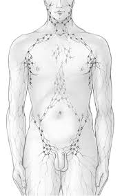 Squamous cell carcinoma groin lymph nodes unknown primary. Draining Lymph Node Basins In Groin Axilla And Neck Source Dutch Download Scientific Diagram