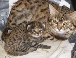 Zooborns Audubon Zoo Black Footed Cat Rare Cats African Cats