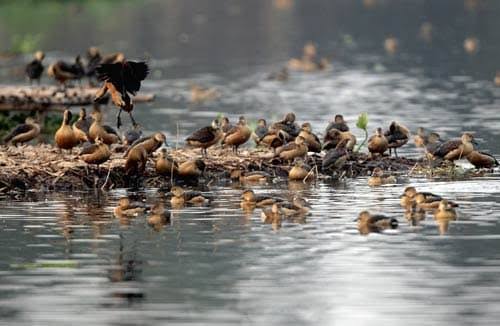 Migratory ducks at Santragachi Jheel, AI generated