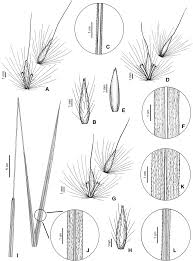 Image result for Eriochrysis pallida