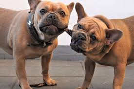Cleft lips are immediately visible, with protruding teeth or. Are French Bulldogs Chewers You Bet Your Dog S Bat Ears They Are Anything French Bulldog