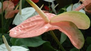 Maybe you would like to learn more about one of these? Pink Peace Lily Is That What This Is Horticulture