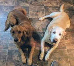 8 Differences Between Labrador Retrievers And Golden Retrievers Pethelpful