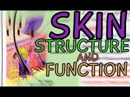 Biology Help Skin Structure And Function Layers Epidermis Dermis Skin Anatomy Skin Structure Human Body Systems