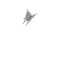Transparent Butterfly Gif Butterfly Pictures Butterfly Clip Art