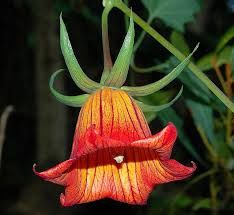 Image result for Canarina