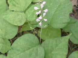 Image result for Hylodesmum