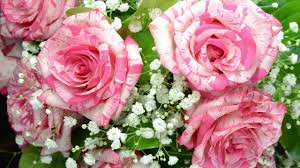 At 8021 183rd st ste a, tinley park, il 60487. An English Garden Flowers Gifts In Tinley Park Il Youtube