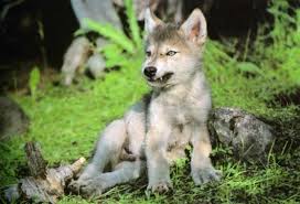 Check out our snarling wolves selection for the very best in unique or custom, handmade pieces from our shops. Wolves Snarling Gray Wolf Pup