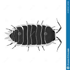 Pillbug Stock Illustrations 30 Pillbug Stock Illustrations Vectors Clipart Dreamstime
