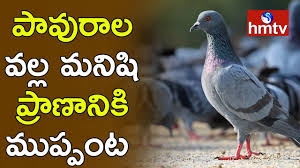 Are Pigeons A Threat To Humans Pigeon Droppings A Health Hazard Telugu News Hmtv News Youtube