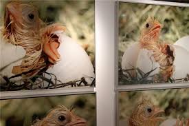 Mit etwas glück kann man jetzt die geburt eines vogels beobachten. Im Naturkundemuseum Reutlingen Kann Man Kuken Beim Schlupfen Beobachten