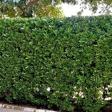 Image result for Conocarpus