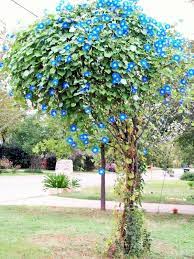 Pin On Gardening Tips Inspiration