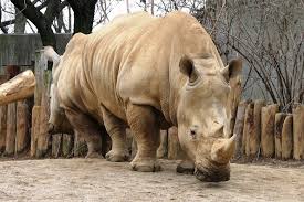 Résultat de recherche d'images pour "rhinocéros blanc du nord"