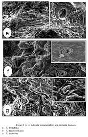 Image result for Fagonia isotricha