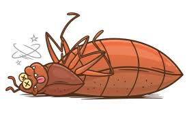 Bed bugs have been found in movie theaters, schools, libraries, and even in hospitals. Home Bedbugs Thermal Pest Control Leesburg Va Bed Bugs Get Rid Of Bedbugs Loudoun
