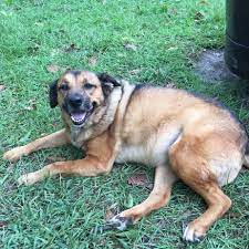 Akita shepherd was defending his territory very brave and tried to scare our rottweiler by strong barkin. 39 Akita Mischlingsrassen Hunde Zentrale
