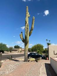 Saguaro are the giants and elders among the cactus world, growing up to 60 feet tall. Saguaro Cactus Faqs Jose Knows Trees