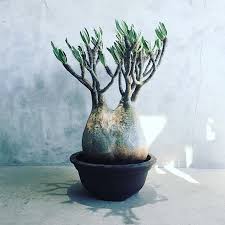 pin on caudex