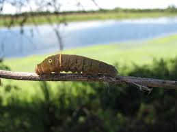 Scrubby habitats, including coastal scrub. Tiger Swallow Tail Caterpillar I Came Across This Late Ins Flickr