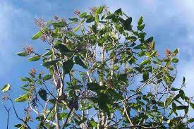 Image result for Triplaris americana