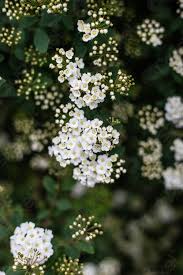In sicilia i mandorli hanno cominciato a fiorire già nel mese di gennaio e nello stesso periodo, dal trentino alto adige alla basilicata sui noccioli sono nate le prime inflorescenze. Bellissimo Cespuglio Con Fiori Bianchi Primavera Primo Piano Caldo Fioritura Foto D Archivio Crushpixel