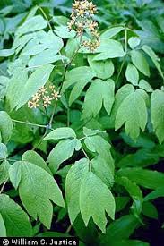 Image result for Blue Cohosh