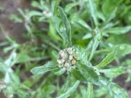 Image result for Gnaphalium polycaulon