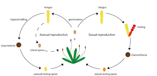 There are many organisms that reproduce either asexually or sexually. Reproduction Parasites Opt For The Best Of Both Worlds Elife
