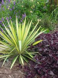 Using Architectural Plants In The Garden The Garden Glove Architectural Plants Plants Yucca Plant