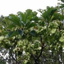 Image result for Terminalia phanerophlebia