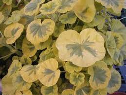 Crystal aura beach resort spa. Kansas Roots Mobile Plant Browser