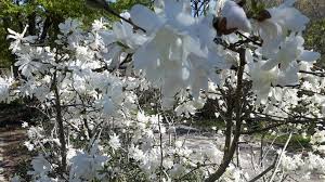 Alberi di pseudo acacia in fiore. Alberi Con Fiori Alla Ricerca Della Magnolia Stellata