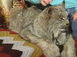 Find 47 used bobcat as low as $10,995 on carsforsale.com®. Pet Lynx Feat Fluffy Youtube